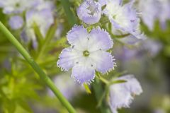 Miami Mist, Phacelia purshii