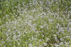 Miami Mist, Phacelia purshii