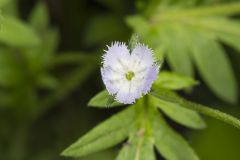 Miami Mist, Phacelia purshii