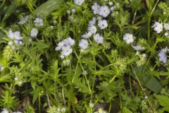 Miami Mist, Phacelia purshii