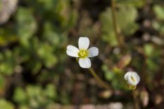 Michaux's Gladecress, Leavenworthia unifolia