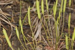 Michaux's Gladecress, Leavenworthia unifolia