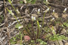 Michaux's Gladecress, Leavenworthia unifolia