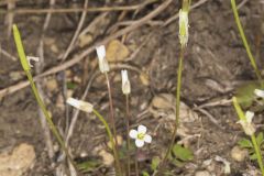 Michaux's Gladecress, Leavenworthia unifolia