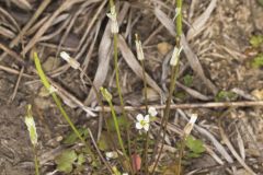 Michaux's Gladecress, Leavenworthia unifolia