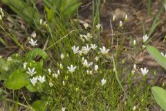 Michaux's Stitchwort, Minuartia michauxii