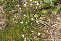 Michaux's Stitchwort, Minuartia michauxii