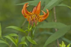 Michigan Lily, Lilium michiganense