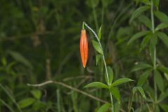 Michigan Lily, Lilium michiganense