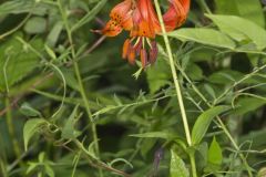 Michigan Lily, Lilium michiganense