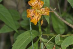 Michigan Lily, Lilium michiganense