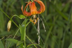 Michigan Lily, Lilium michiganense