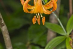 Michigan Lily, Lilium michiganense