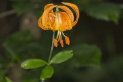 Michigan Lily, Lilium michiganense