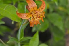 Michigan Lily, Lilium michiganense