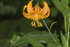 Michigan Lily, Lilium michiganense