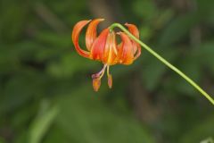 Michigan Lily, Lilium michiganense