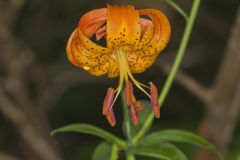 Michigan Lily, Lilium michiganense