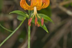 Michigan Lily, Lilium michiganense