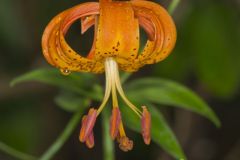 Michigan Lily, Lilium michiganense