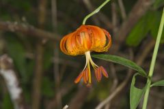 Michigan Lily, Lilium michiganense