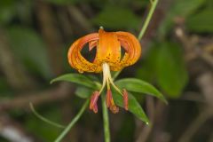 Michigan Lily, Lilium michiganense