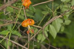 Michigan Lily, Lilium michiganense