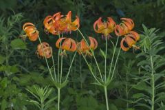 Michigan Lily, Lilium michiganense