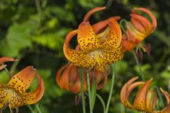 Michigan Lily, Lilium michiganense