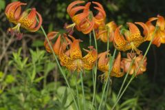 Michigan Lily, Lilium michiganense