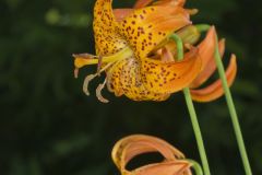 Michigan Lily, Lilium michiganense