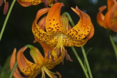 Michigan Lily, Lilium michiganense