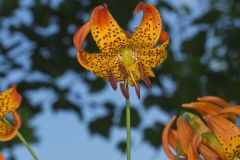 Michigan Lily, Lilium michiganense