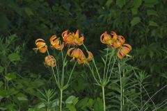 Michigan Lily, Lilium michiganense