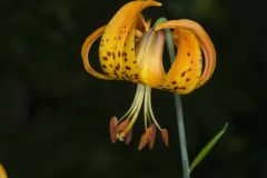 Michigan Lily, Lilium michiganense