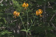 Michigan Lily, Lilium michiganense