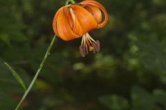 Michigan Lily, Lilium michiganense