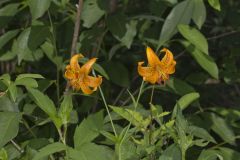 Michigan Lily, Lilium michiganense