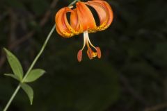 Michigan Lily, Lilium michiganense