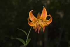 Michigan Lily, Lilium michiganense