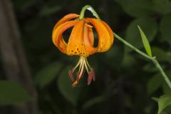 Michigan Lily, Lilium michiganense