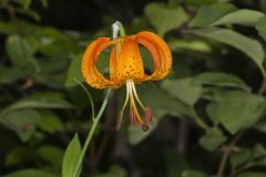 Michigan Lily, Lilium michiganense