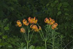 Michigan Lily, Lilium michiganense