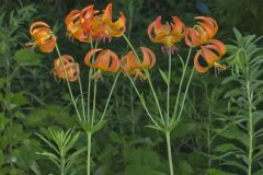 Michigan Lily, Lilium michiganense