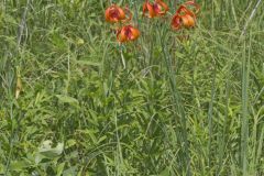 Michigan Lily, Lilium michiganense