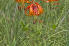 Michigan Lily, Lilium michiganense