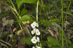 Midwestern Arrowhead, Sagittaria brevirostra