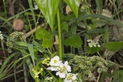 Midwestern Arrowhead, Sagittaria brevirostra