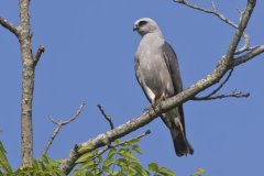 Mississippi Kite, Ictinia mississippiensis