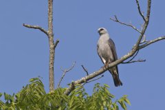 Mississippi Kite, Ictinia mississippiensis